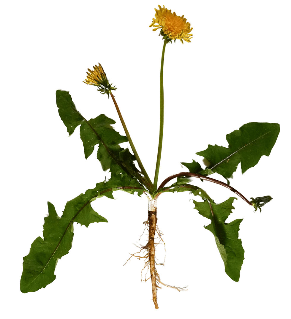 Dandelion plant with green leaves, yellow flowers, and roots exposed, set against a white background.