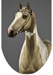 Nordic's Blood Ritual Head.png