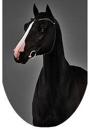 Yuna von Edelweiss Head.png