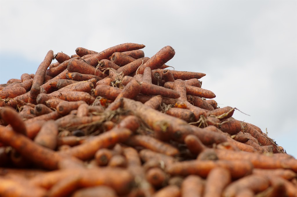Islapark Carrots