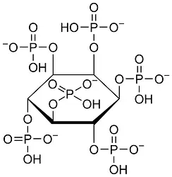 phytase-enzymes-500x500.webp