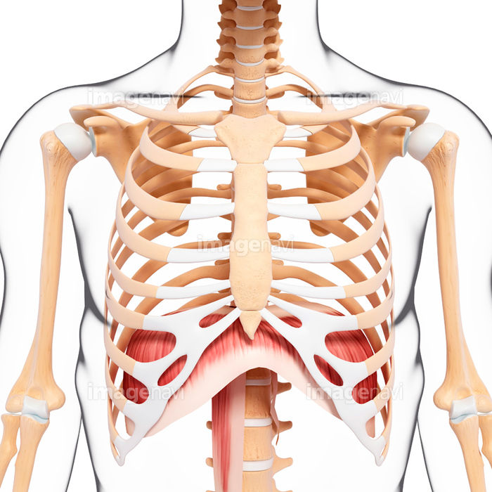 普段、呼吸でどこの筋肉を使っているか意識していますか?