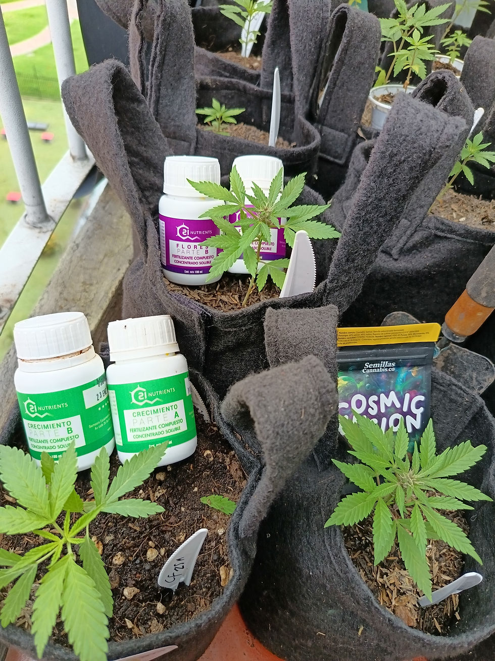Kit de Autocultivo Cannabis