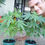 Miniatura: FERTILIZANTE ORGANICO MINERAL C21N CRECIMIENTO+FLORACION 100ml*4 Rg. ICA