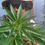 Miniatura: FERTILIZANTE ORGANICO MINERAL C21N CRECIMIENTO+FLORACION 100ml*4 Rg. ICA