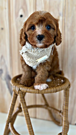 AVAILABLE Boy litter 1
