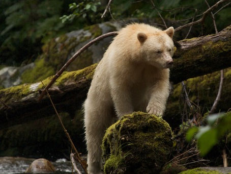 Climate Victories to Cheer About in 2023