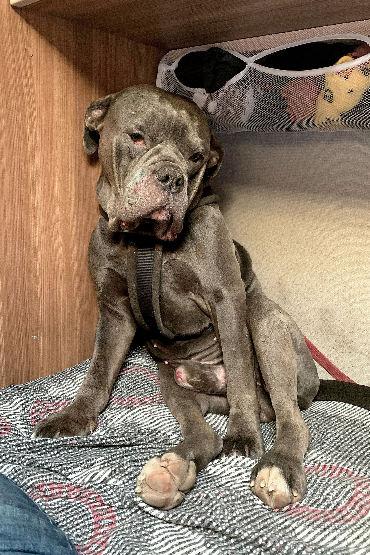 Hund Bulldogge im Van auf Bett
