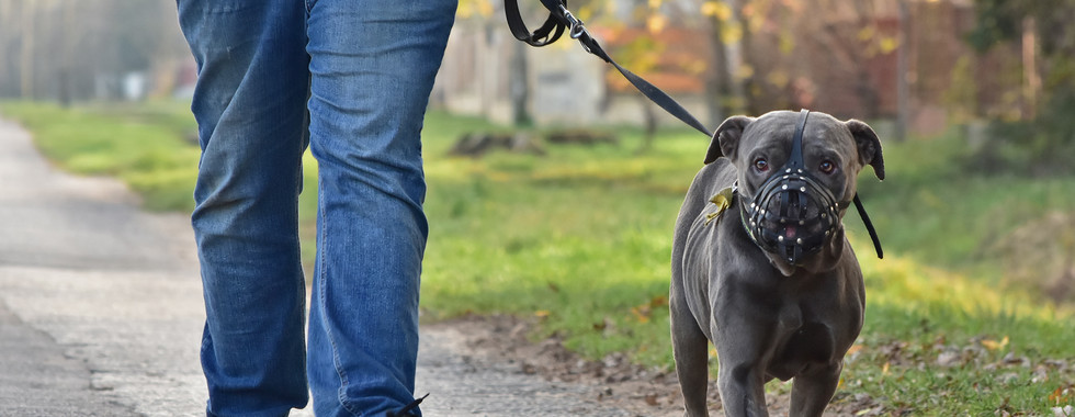 Bulldogge Trolly läuft auf Straße an Leine