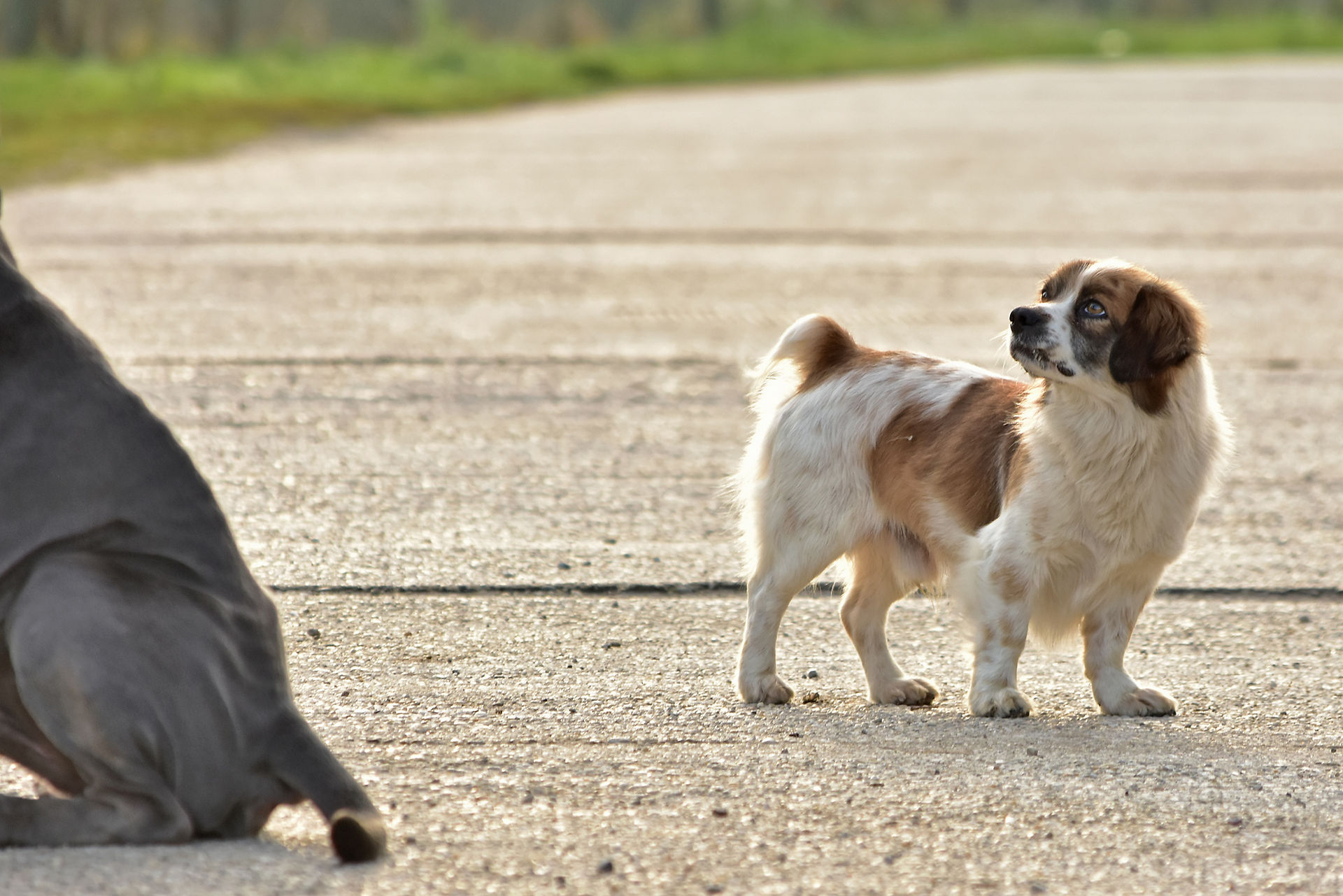 Kleiner Straßenhund am Betteln