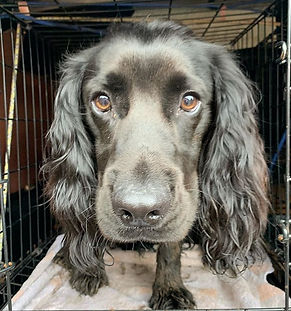 Introducing Nelson 😍😍 his first walk a