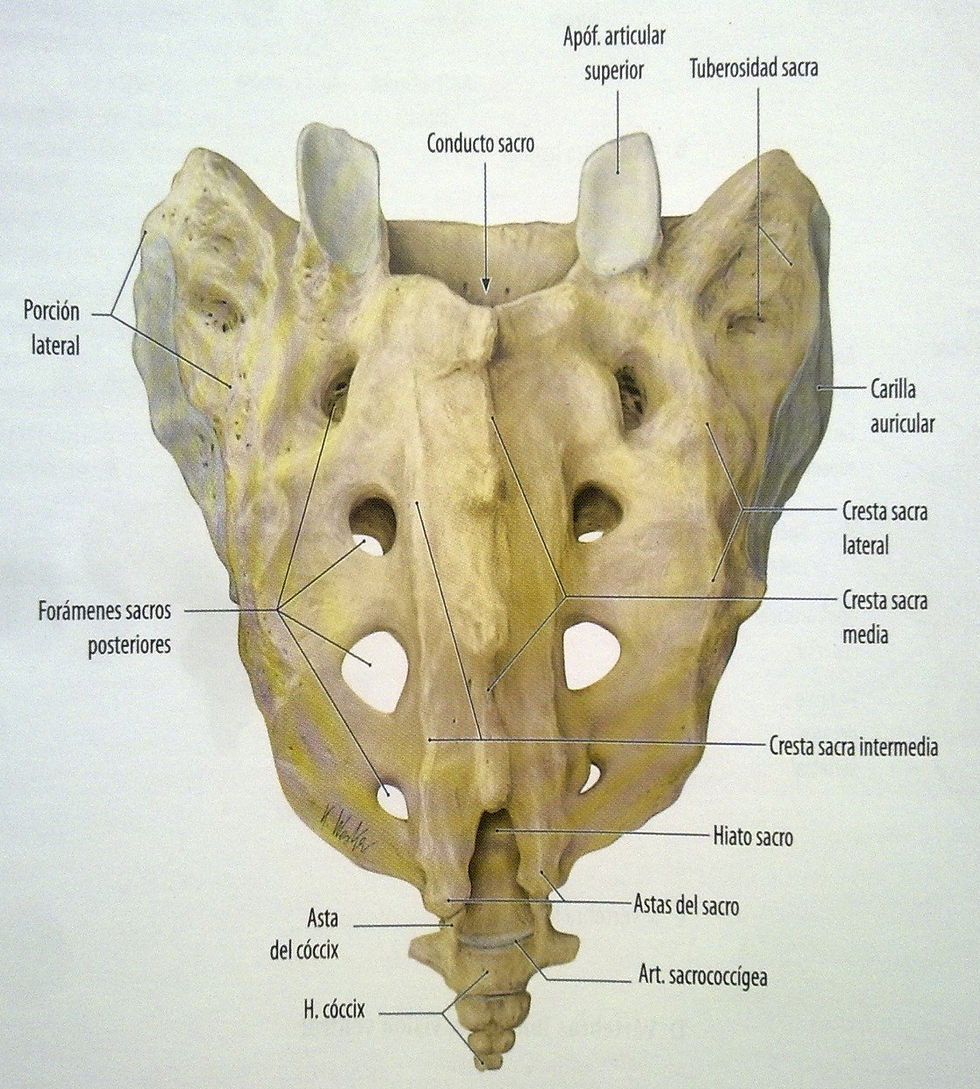 sacro y coxis dorsal