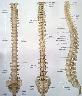 Columna Vertebral | anatomia-humana