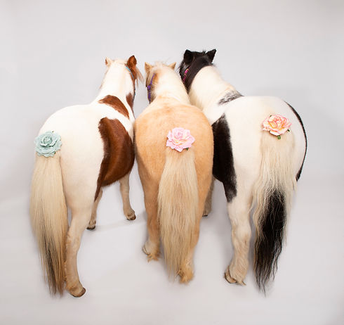 Mini Horse 10212124342.jpg