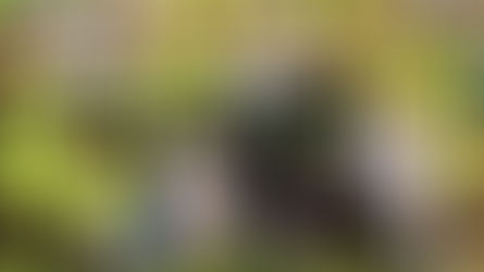 Lewis Hamilton, intratable: "Estoy muy orgulloso de formar parte de Mercedes"