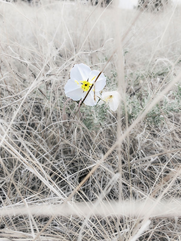 Primose In The Field.jpg