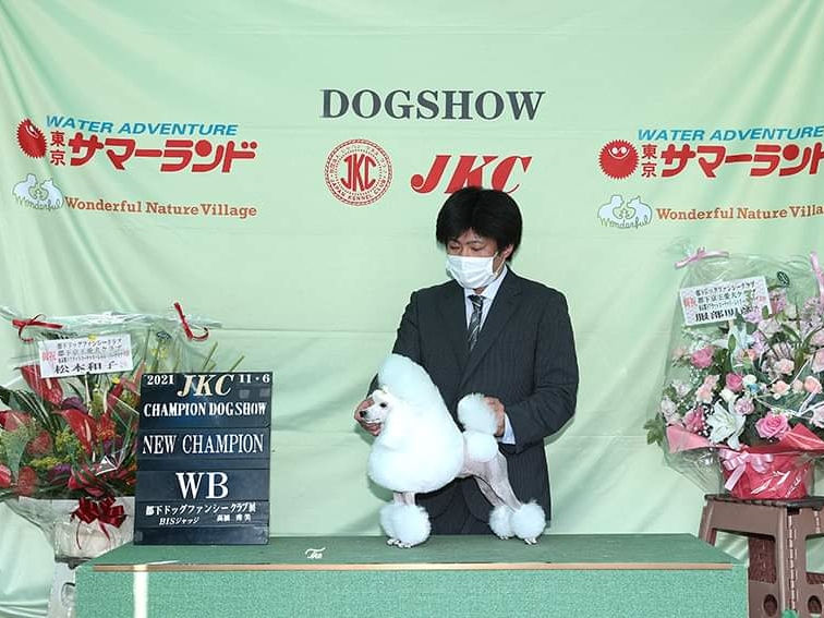 vogue line poodle　ヴォーグライン犬舎