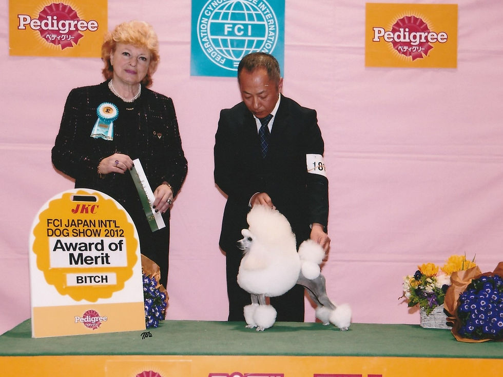 vogue line poodle　ヴォーグライン