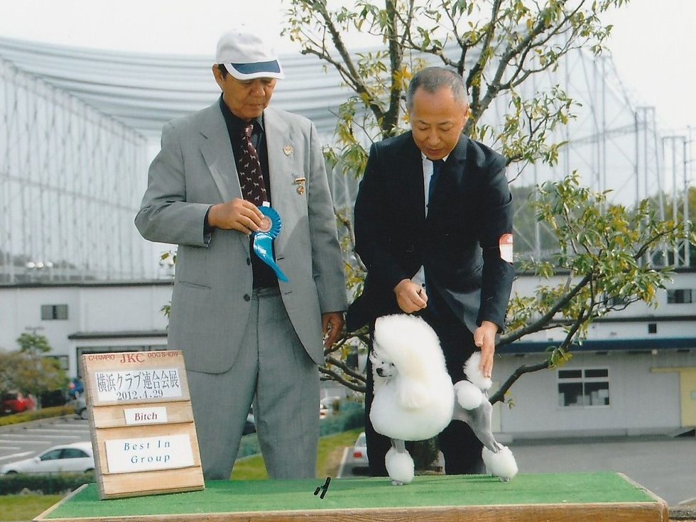 vogue line poodle　ヴォーグライン