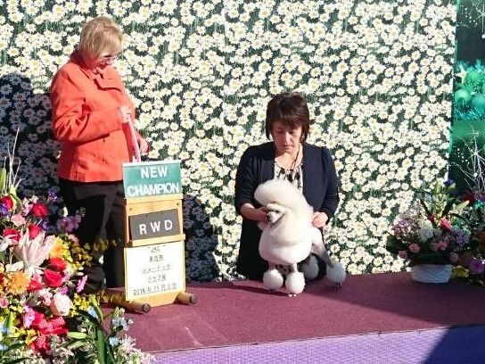 vogue line poodle　ヴォーグライン