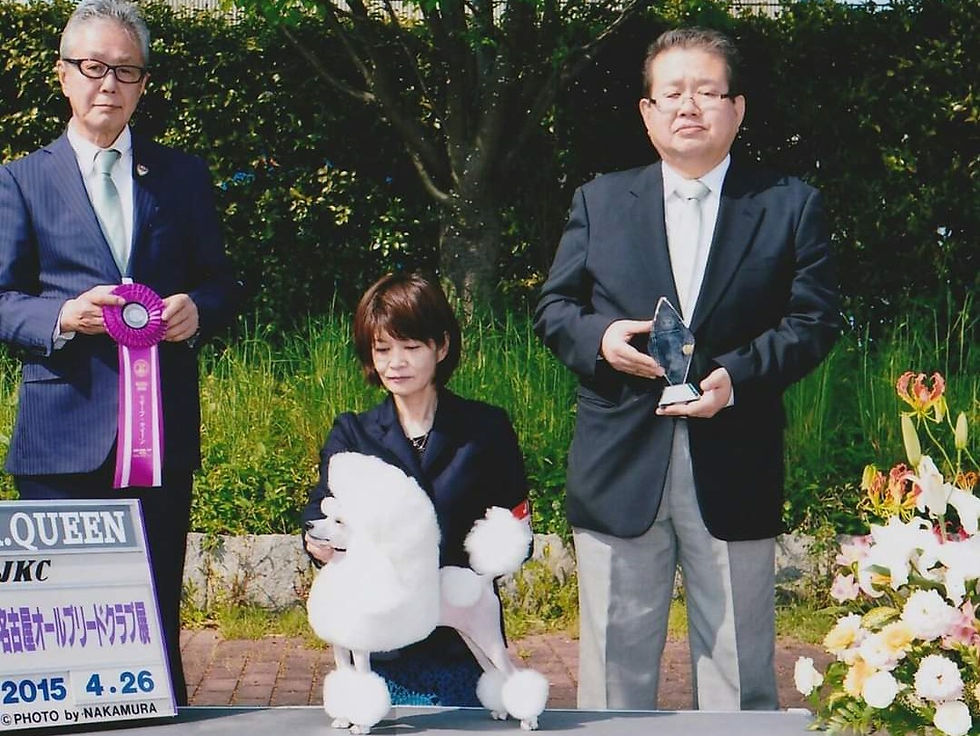 vogue line poodle　ヴォーグライン