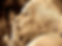 Old Man_pic.webp