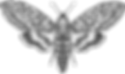 IMG_0215_edited.png