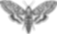 IMG_0215_edited.png