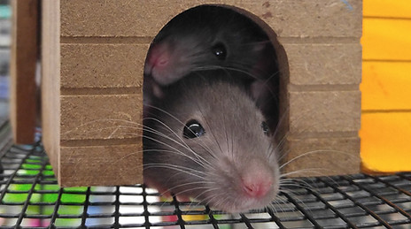 Little Mouse