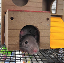 Hampster Vet