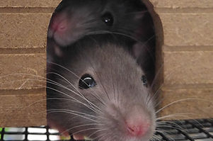 Little Mouse