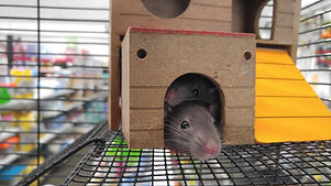 Pet Sitting Torbay