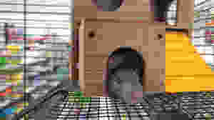 The image of this little guy isn't "free" to use, either...