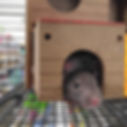 Little Mouse