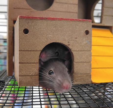 Little Mouse