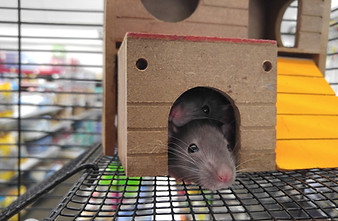Petite souris