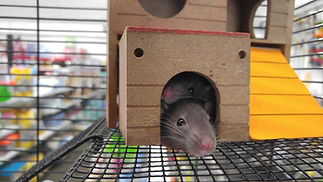 Little Mouse