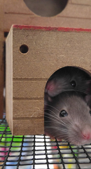 Little Mouse