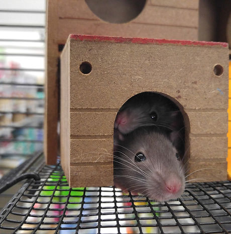 A pet sitter in Piccadilly visiting two mice in a cage.