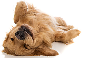 Goldi liegend Homepage_edited_edited.jpg