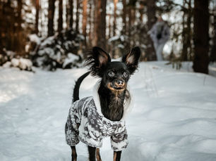 Rusų toiterjeras