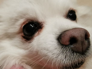 Akių ašarojimas, ar įmanoma jo išvengti?