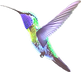 5D Sanctuary The Channel Bird _edited.pn