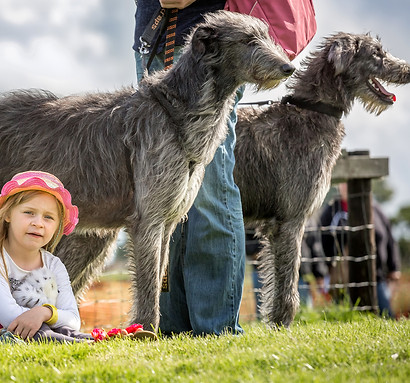 RHODRYDeerhound1.jpg