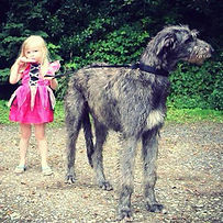 RHODRYDeerhound.jpg