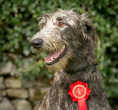 RHODRYDeerhound2.jpg