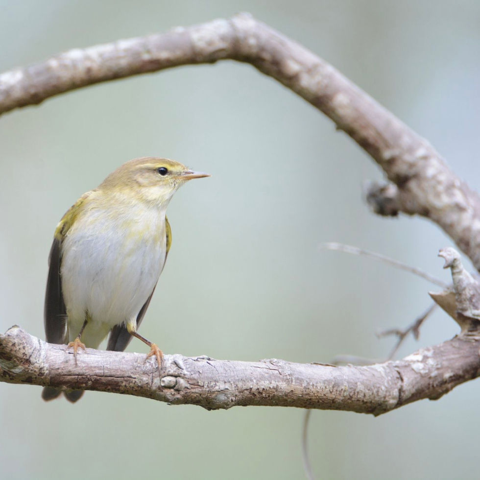 Willow Warbler (Phylloscopus trochila)