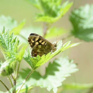 Invertebrates
