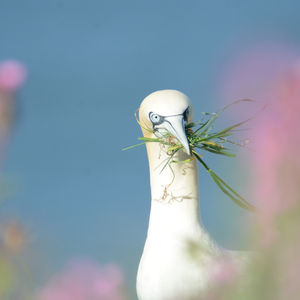 Seabirds