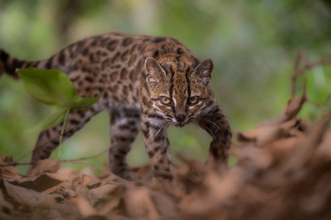 Image Credit: Fernando Faciole/National Geographic